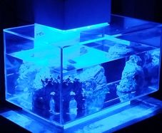 Fish tank