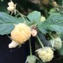 Yellow Big Raspberry plant Image 7