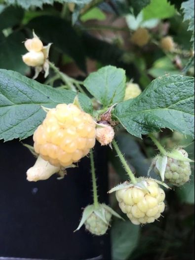 Yellow Big Raspberry plant