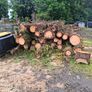 Tree Timber Image 3