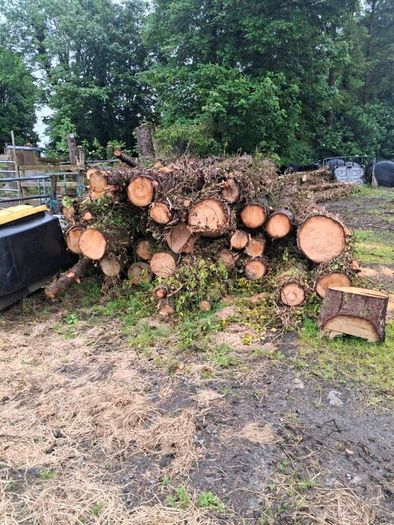 Tree Timber
