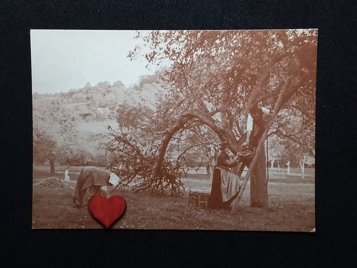Collecting The Cider Apples For Bulmers 1908 Herefordshire - Museum of Cider Postcards