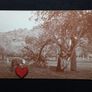Collecting The Cider Apples For Bulmers 1908 Herefordshire - Museum of Cider Postcards Image 3