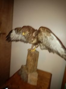 BUZZARD bird of pray