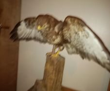 BUZZARD bird of pray