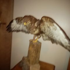 BUZZARD bird of pray