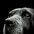 its salmon ok