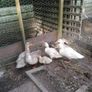 Ducklings Hens and Drake Image 2