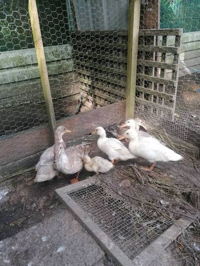 Ducklings Hens and Drake