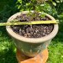 Potted Salvia Hot Lips Image 3
