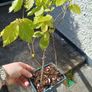 Beech bonsai Image 3