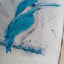 A pair of vintage kingfisher paintings Image 6