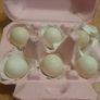 Serama Hatching eggs Image 2