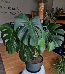 Monsera Deliciosa