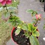 plant Image 2