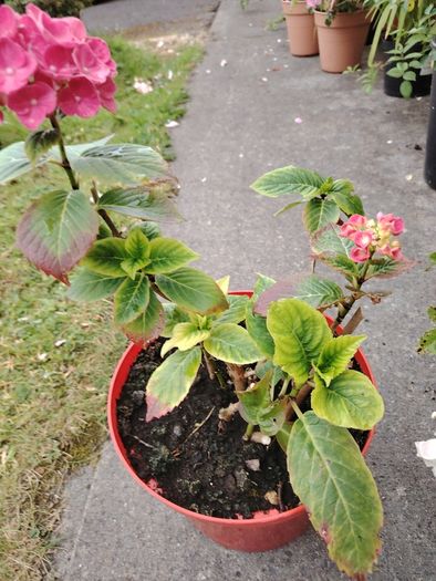 plant