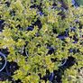 Golden Privet Image 2