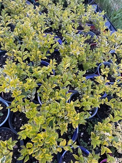 Golden Privet