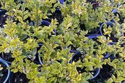 Golden Privet