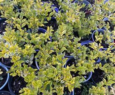 Golden Privet