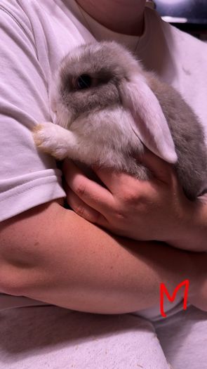 Lop rabbits
