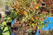 Mature blueberry plants