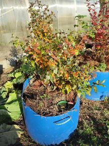 Mature blueberry plants