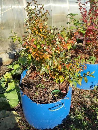 Mature blueberry plants