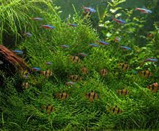 aquarium