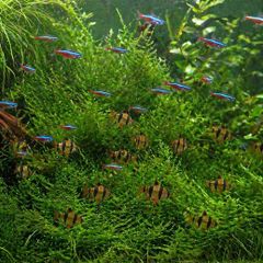 aquarium