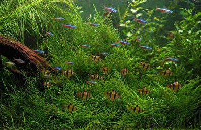 aquarium