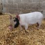 piglet Image 6