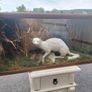 taxidermy Image 2