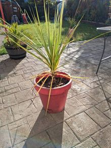 Cordyline Australis Palm tree