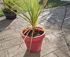 Cordyline Australis Palm tree