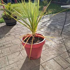 Cordyline Australis Palm tree