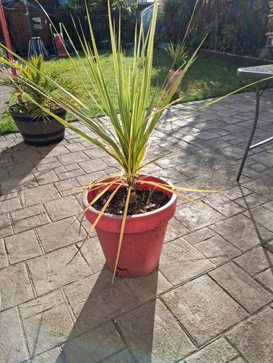 Cordyline Australis Palm tree