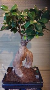 Over 10 year old Bonsai