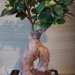 Over 10 year old Bonsai