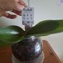 Beutifull orchid Image 5
