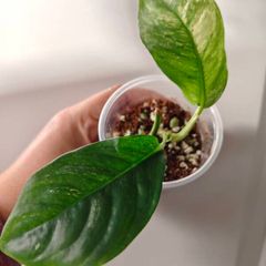 No.4 Rhaphidophora Puberula