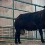 2 Super pb blue Texel hogget rams Image 2