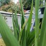 2 Lucifer Plants Image 4