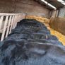 15 Aberdeen Angus Weanling Bulls Image 8