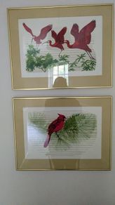 Pair of framed bird prints - red birds