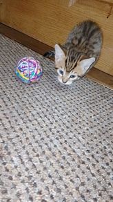 Kittens