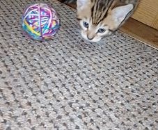 Kittens