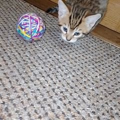 Kittens