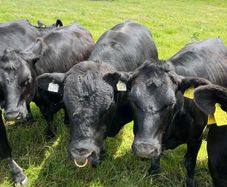 Aberdeen Angus Bull