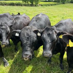 Aberdeen Angus Bull